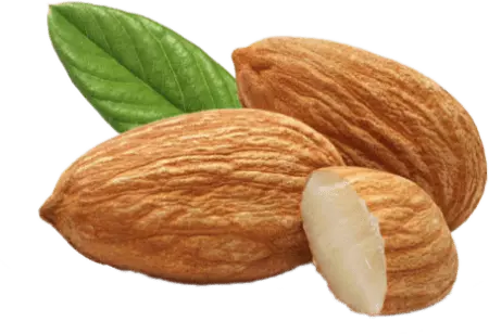 apricot kernels