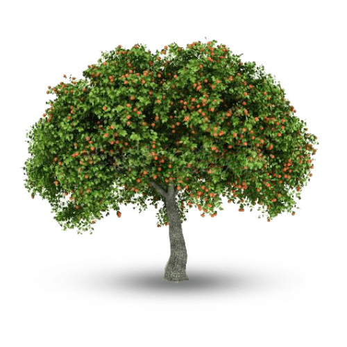 Apricot tree