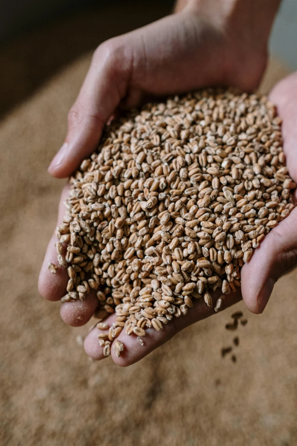 Brewer's yeast — nutritional source of Vitamin B15