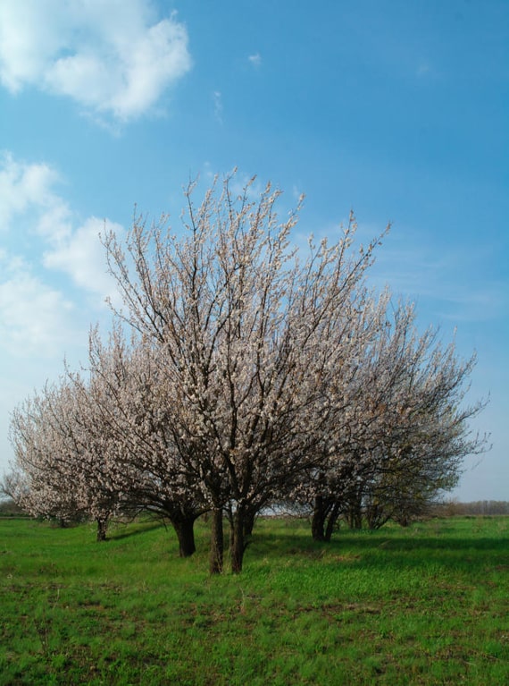 Apricot tree flowering