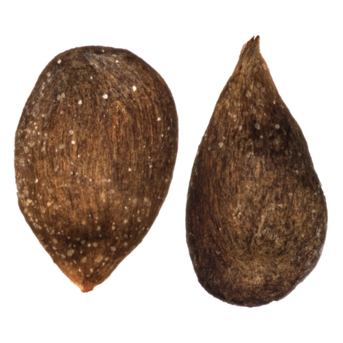 Apple seeds