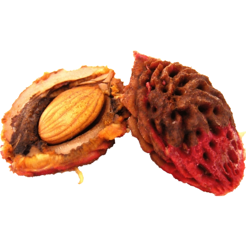 Peach kernel