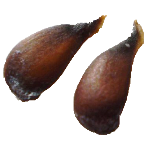 Pear seeds