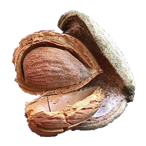 Bitter almond kernel