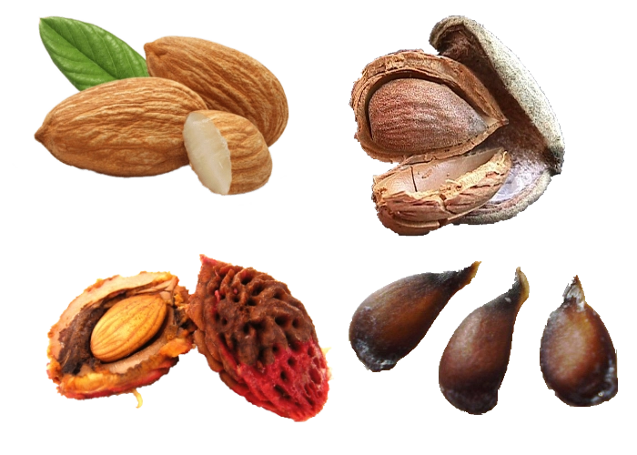 Natural sources of amygdalin — kernels and seeds