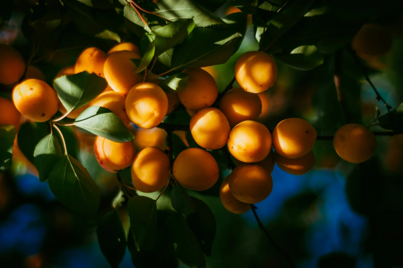 Apricot tree with ripe fruit — natural source of Vitamin B15 and B17